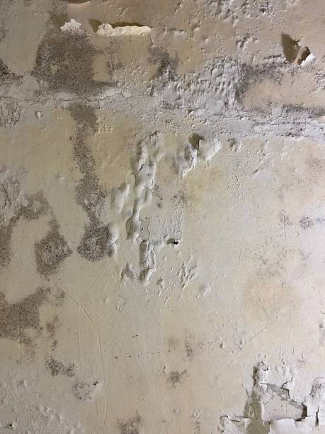 Best Black Mold Removal  in Emmaus, PA