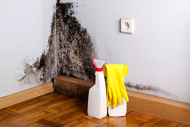 Best Fast Mold Removal  in Emmaus, PA