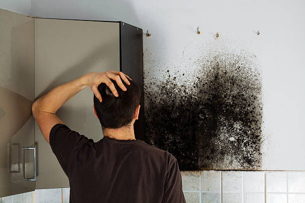 Best Mold Removal Specialists  in Emmaus, PA